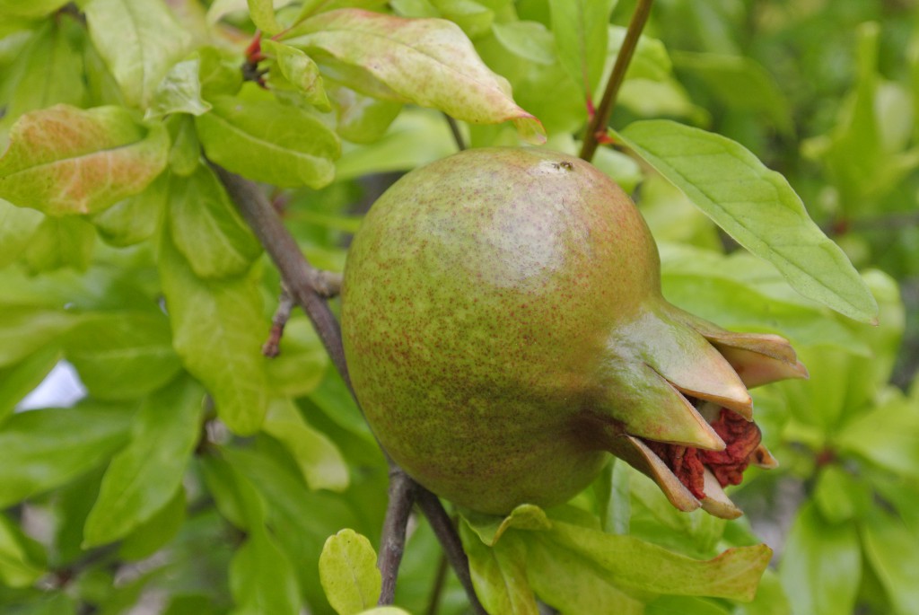 Unripe Pomegranate